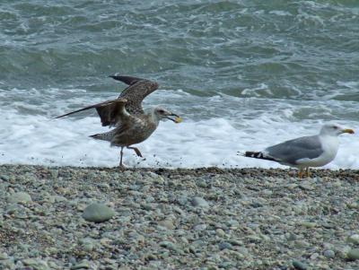 Прикрепленное изображение: CDC27.jpg